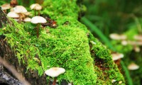 世界保龄球高校联赛春夏赛季优秀学员技术榜单公布，世界保龄球大赛视频